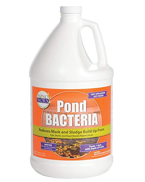 Pondworx Pond Bacteria - Formulated for Large Ponds, Water Features and Safe for Koi - 1 Gallon