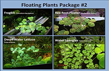 G & Z Aquarium Floating Plants Package #2, 12 Amazon Frogbit, 12 Dwarf Water Lettuce, 12 Water Spangles, 12 Red Root Floater